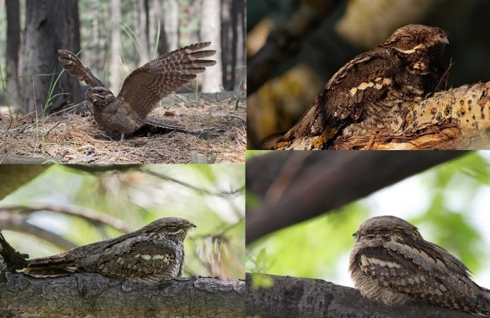 Африканский козодой