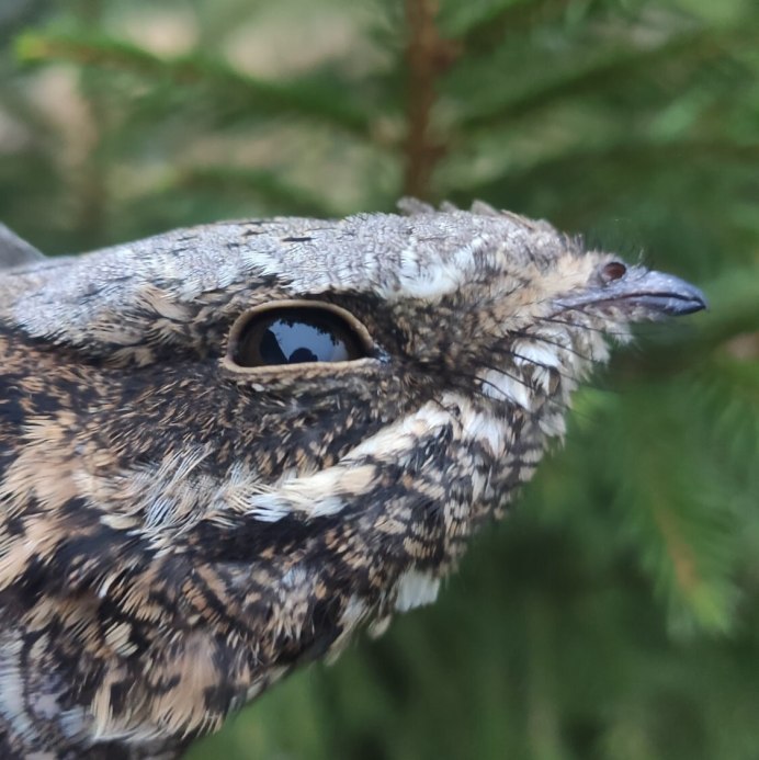 Отряд Козодоеобразные caprimulgiformes