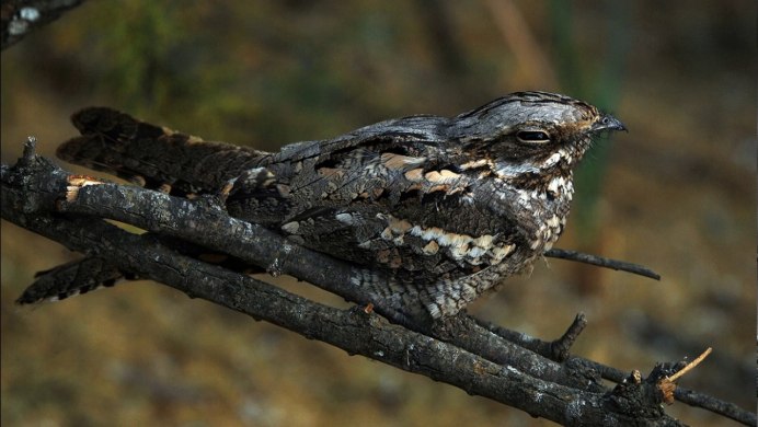 Исполинский козодой