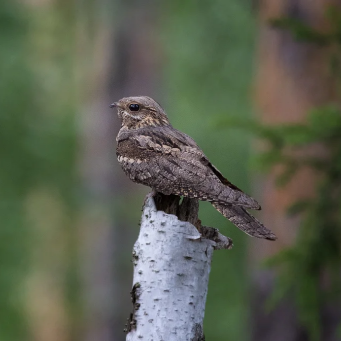 Обыкновенный козодой (Caprimulgus europaeus)