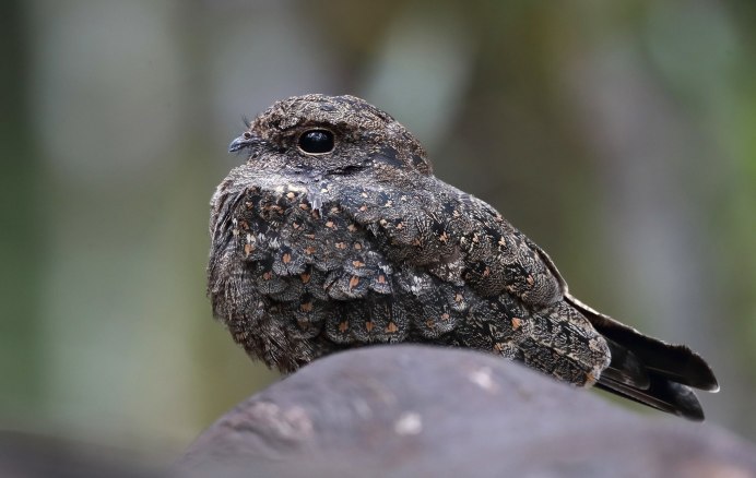 Гуахаро, или жиряк