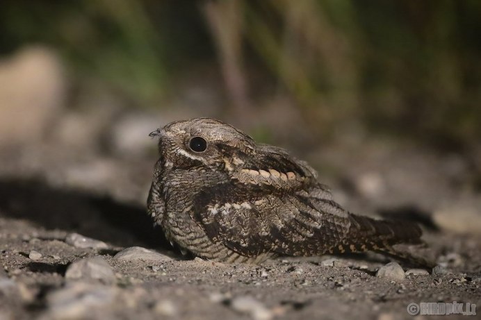 Козодой сетконос