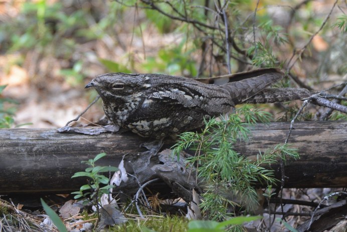 Вымпеловый козодой
