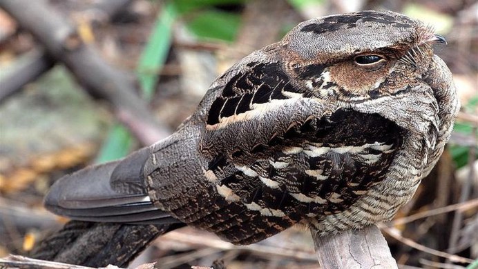 Козодой обыкновенный птица