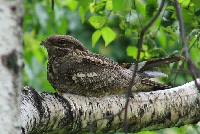 Козодой Полуночник гнездо