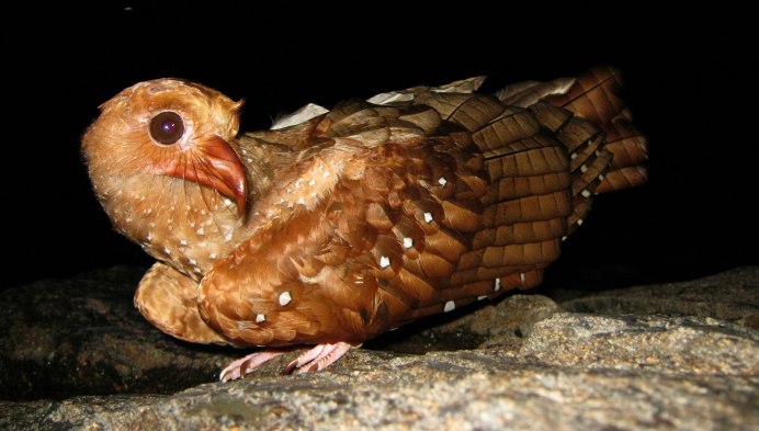 Лягушкорот Хартерта