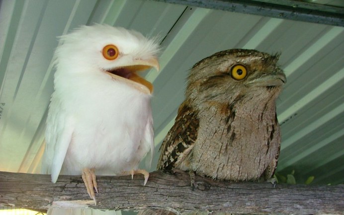 Совиный козодой