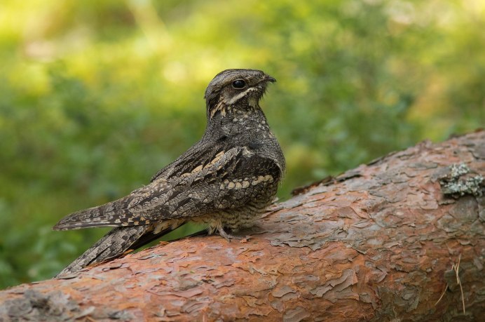 Козодой птица голос