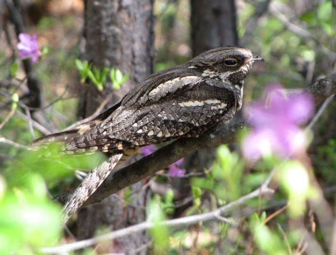 Steatornis caripensis