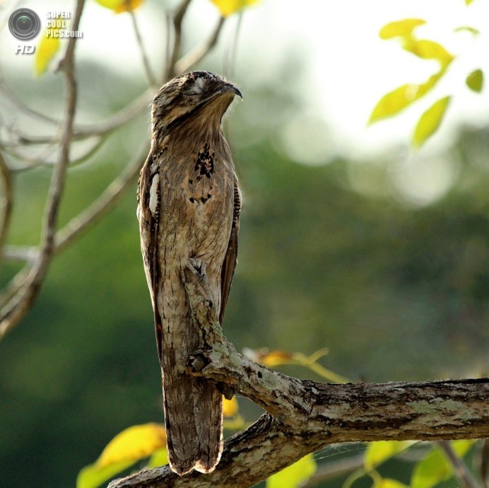 Исполинский козодой