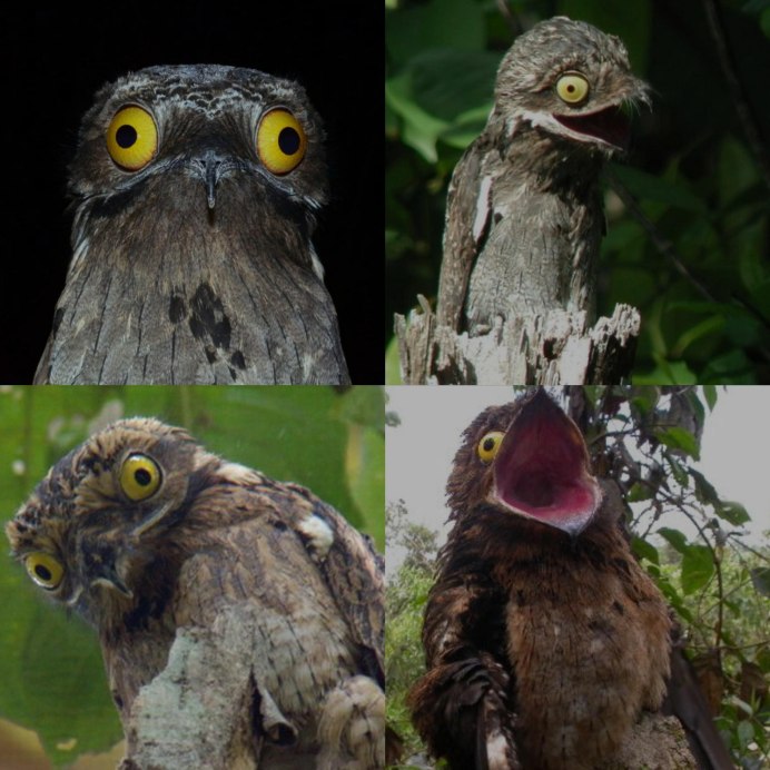 Птица козодой Перелетная