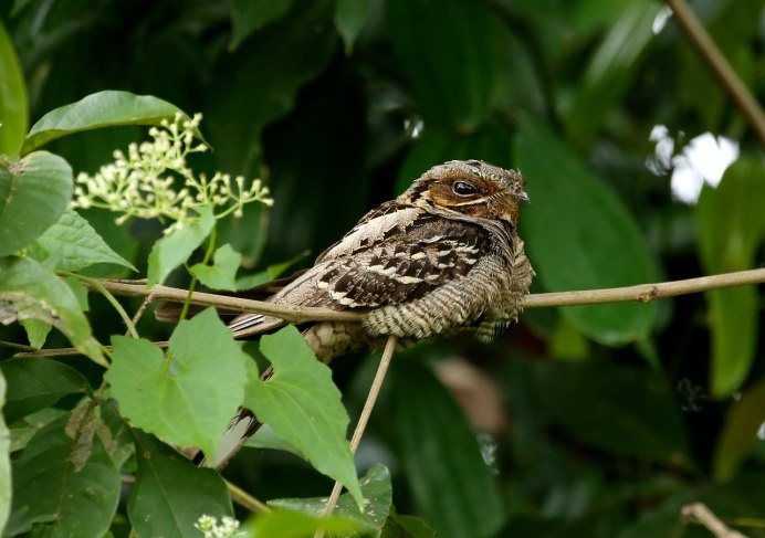 Исполинский козодой