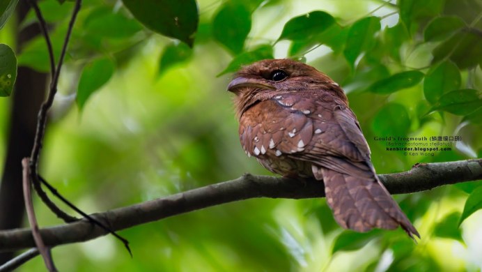 Вымпеловый козодой