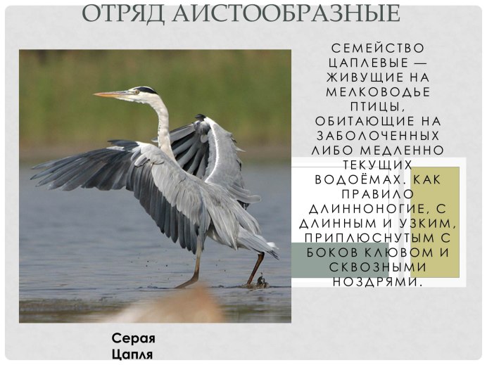 Черный Аист фото птицы