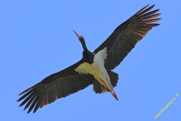 Большая белая цапля (Ardea Alba)