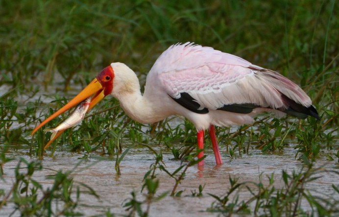 Африка́нский клюва́ч (Mycteria ibis),