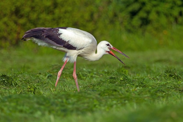 Черный Аист (Ciconia nigra)