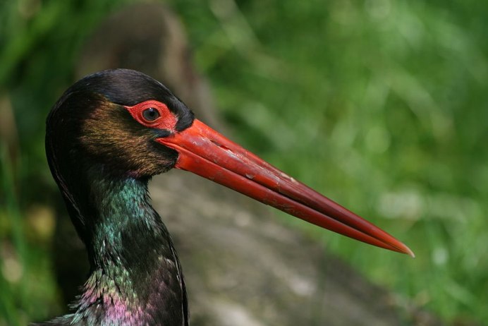 Каравайка (Plegadis falcinellus)