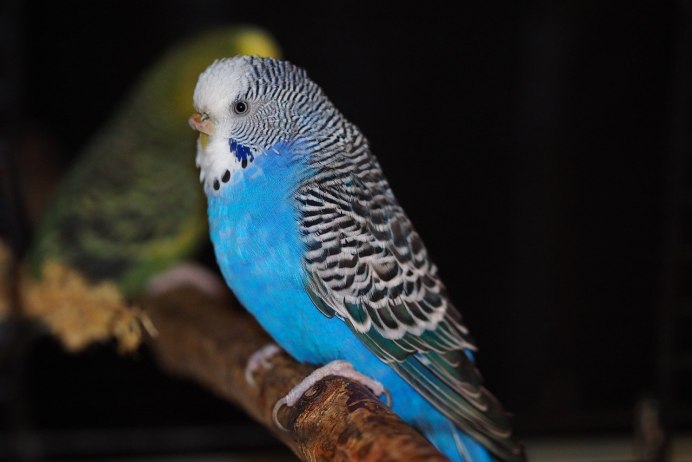 Птица Chrysanthemum budgerigar