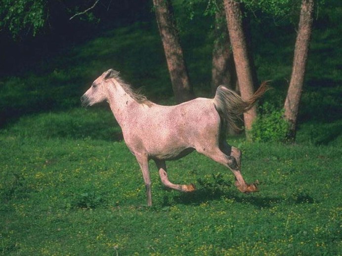 Лошадка, коричневый.