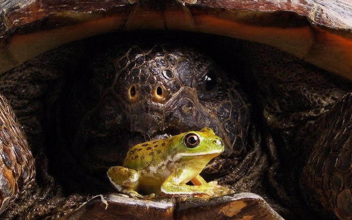 Лягушка-черепаха (Turtle Frog)