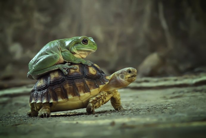 Лягушка-черепаха (Turtle Frog)