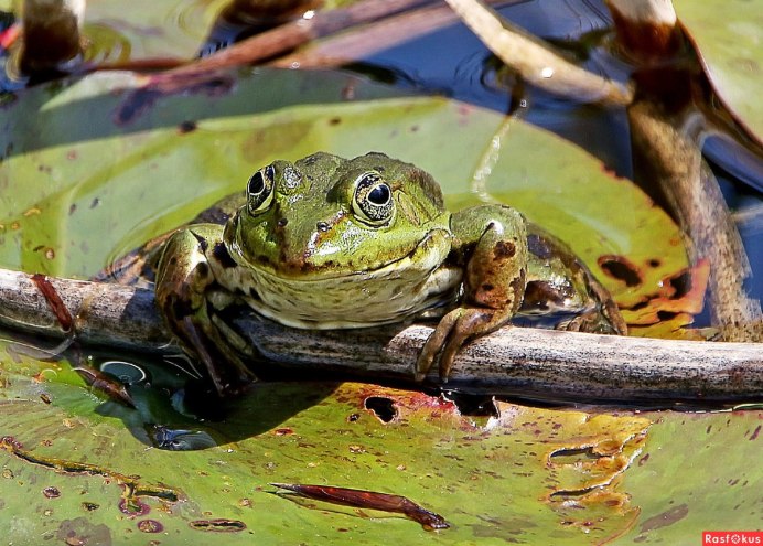 Лягушка-черепаха (Turtle Frog)