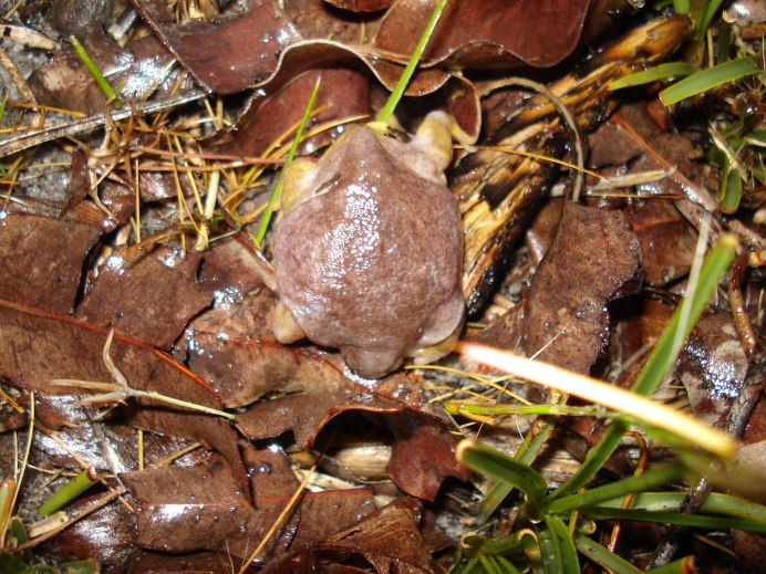 Лягушка-черепаха (Turtle Frog)