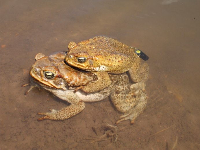 Лягушка черепаха. Болезни лягушек в природе. Cane toads in Australia. Сравнение лягушки и черепахи. Различия черепахи и Жабы.