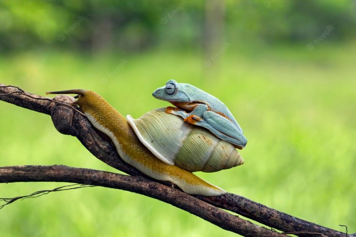 Лягушки, змеи, ящерицы, Жабы