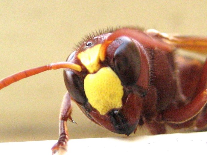 Восточный Шершень Vespa orientalis