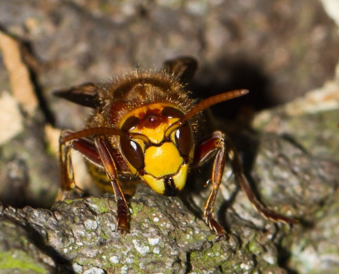 Vespa orientalis жало