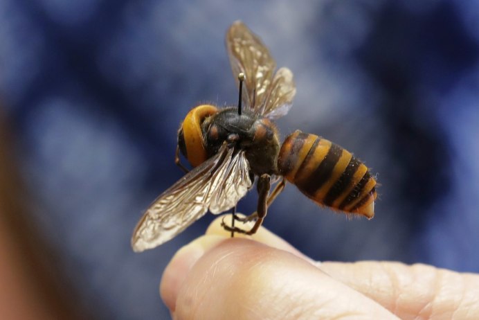 Vespa mandarinia Шершень