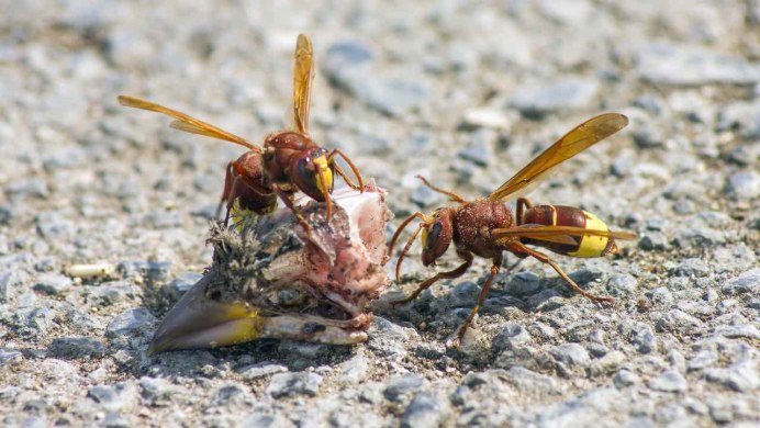 Wasp Оса