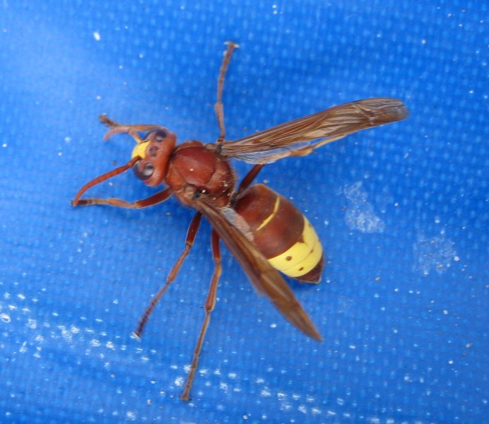 Восточный Шершень Vespa orientalis
