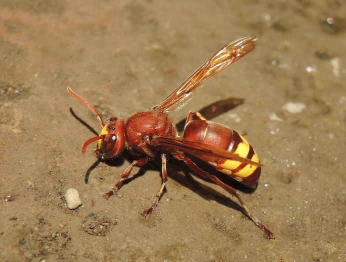 Восточный Шершень Vespa orientalis