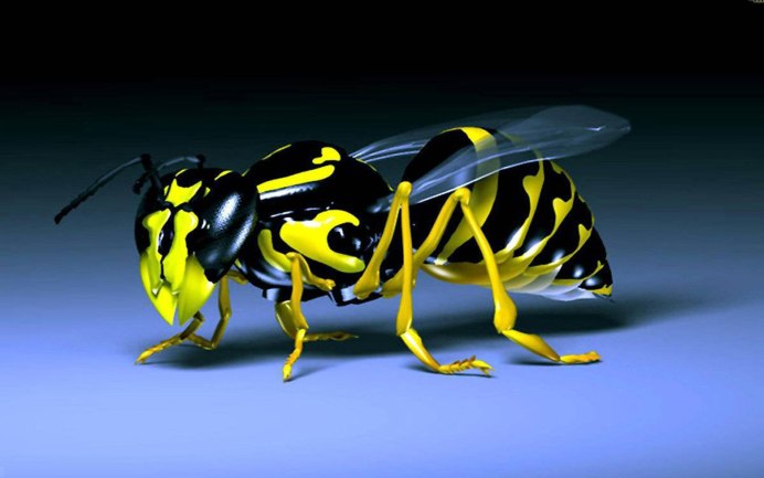 Vespa mandarinia Шершень