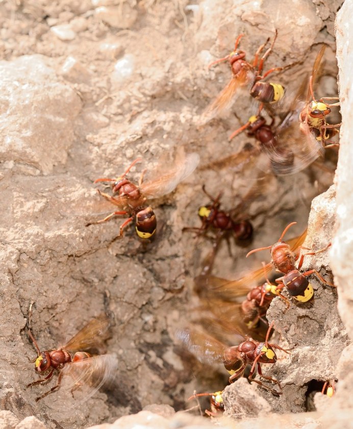 Шершень обыкновенный Vespa crabro