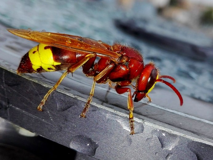 Underground Hornets
