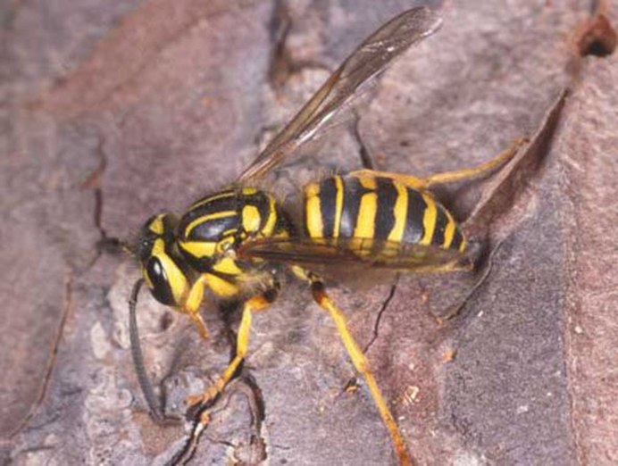 Vespa mandarinia Шершень