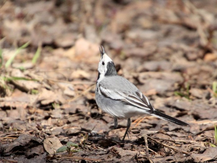 Азалия и трясогузка фрагмент