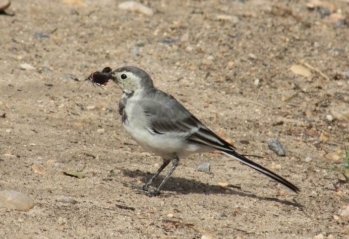 Трясогузка по удмуртски