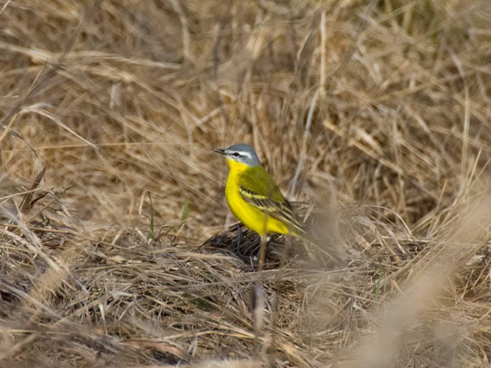 Белая чекановая трясогузка