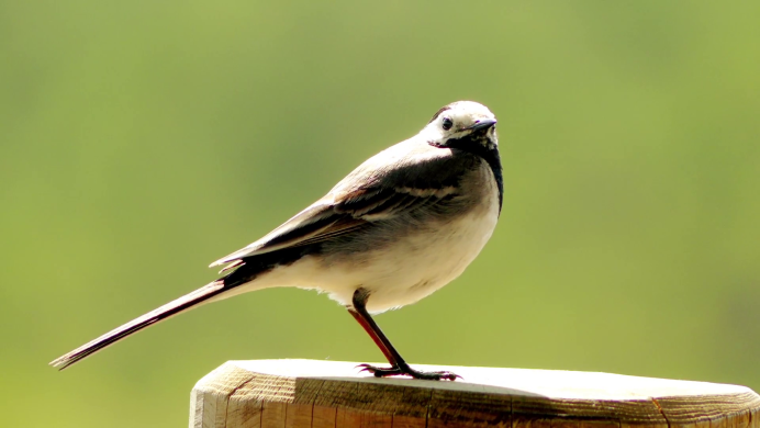 Красногорлая трясогузка