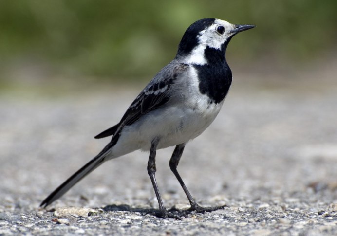 Древесная трясогузка птица