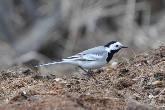 Скелет трясогузки