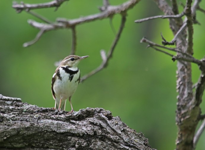 Древесная трясогузка птица