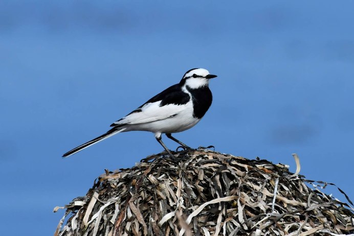 Трясогузка Дрозд