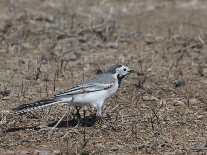 Подвиды белой трясогузки