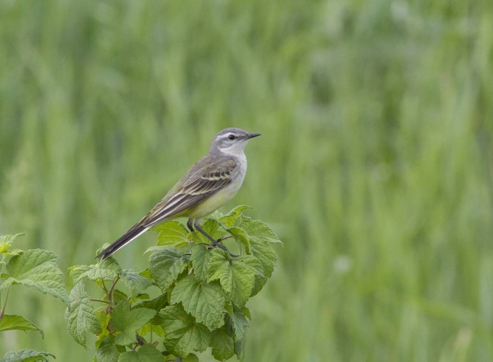 Трясогузка раицон